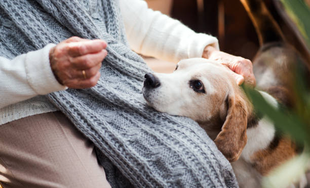 How Pets Can Improve the Mental Health of Seniors